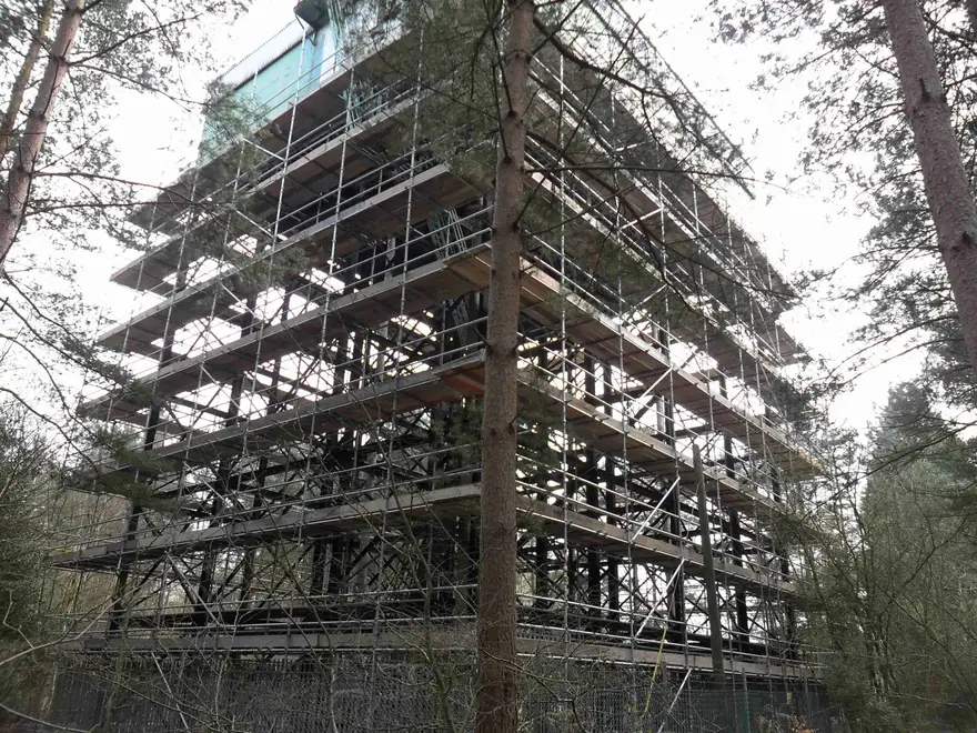 Tall multi-lift independent scaffold rising through mature trees