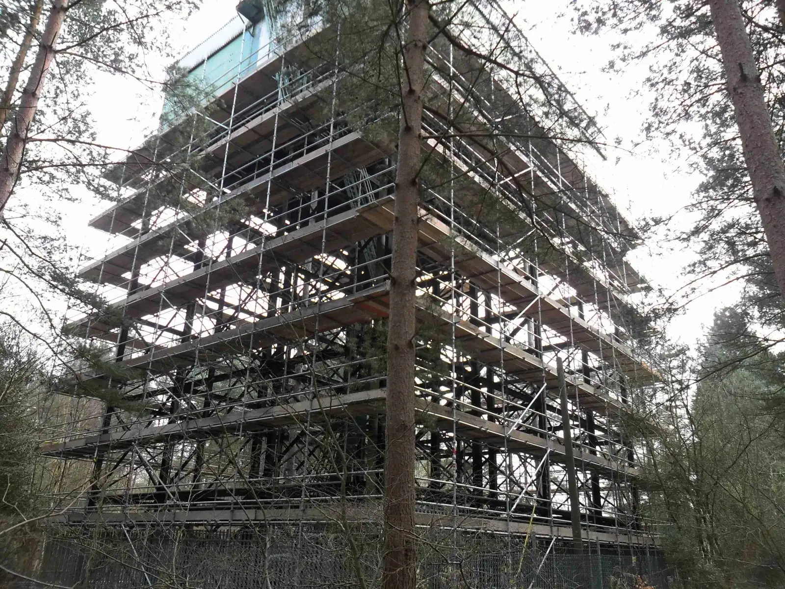 Tall multi-lift independent scaffold rising through mature trees